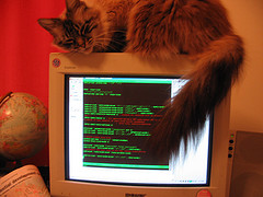 Picture of cat on top of computer screen